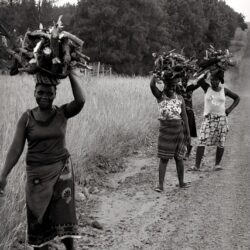 Quatre femmes africaines portant des bûches de bois