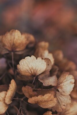 feuilles_arbre_automne feuilles_arbre_automne